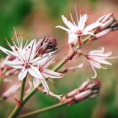 photo "Lily of the wood"