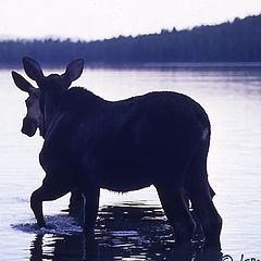 фото "Moose in Grand Tetons....."