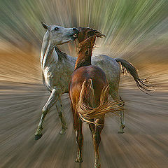 фото "Arabian Horses"