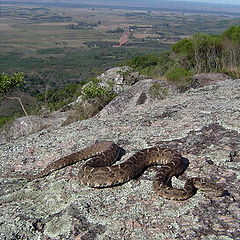 фото "Viper on the Rocks"