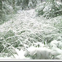 photo "White Snakes"