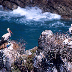 фото "In the nest..."