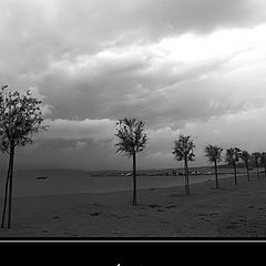 photo "Lonely trees waiting for summer"