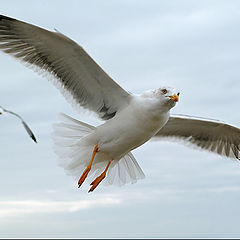 photo "Crossed Flight"