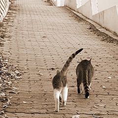 photo "Promenade"