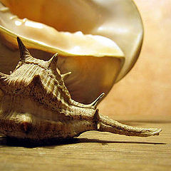 photo "shells"