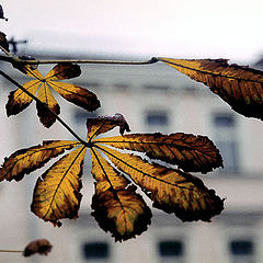 photo "Autumn in city... Shivers on a cold.."