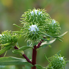 фото "Madusa Flower"