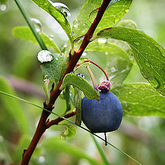 photo "Summer... A rain..."