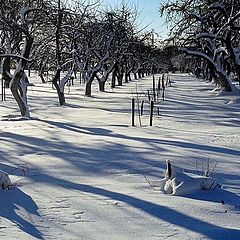 фото "В саду"