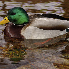 photo "Mr Mallard, The Quiet Duck"