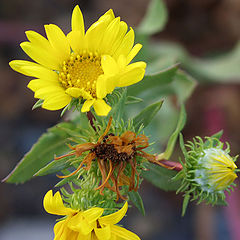 photo "Wild Flower"