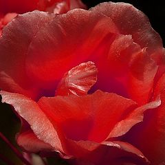 фото "Red Flower"