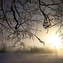 фото "Winter etude IV on Dragvoll"