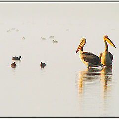 photo "Sweet couple"