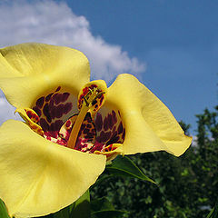 photo "Tigridia"