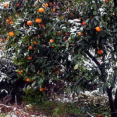 фото "Winter Oranges"