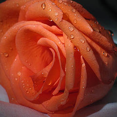 photo "Rose"