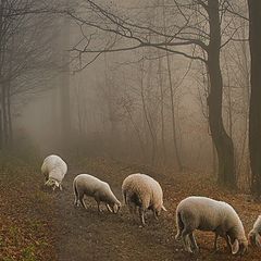 photo "Ghost Sheep"
