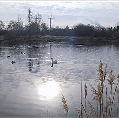 photo "Swan Lake In Winter"