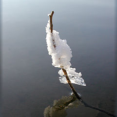 photo "Ice-flower"