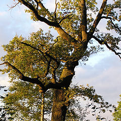 photo "The Golden Oak"