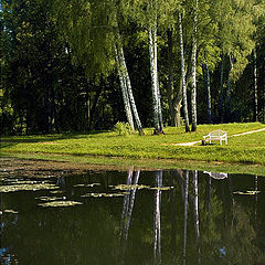 photo "Lonely Russian white birch"