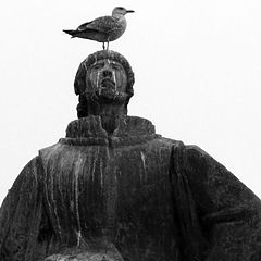 photo "Jonathan Livingston Seagull"