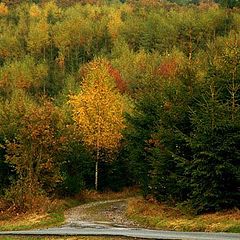 фото "Осенние зарисовки"