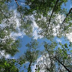 photo "Head upwards!"