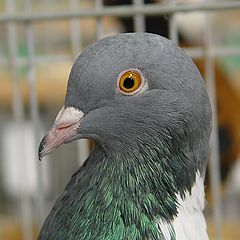 photo "?"