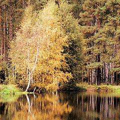 фото "Золотая березка"