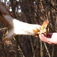 photo "Hungry fiber"