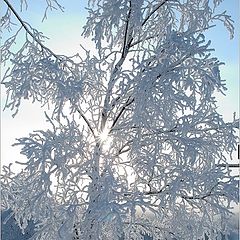 photo "Frosty winter"