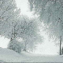 photo "ice trees"