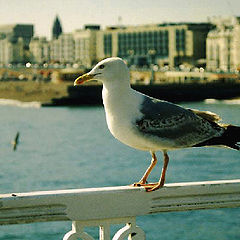 photo "Seagull...just seagull"