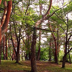 photo "Red Forest"