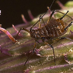 photo "PLANT LOUSE"