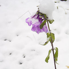 photo "Music under a snow"