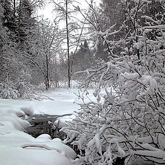 photo "Winter etude"