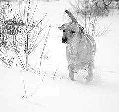 фото "природа. домашнее животное"