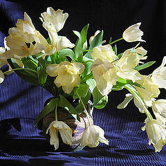 photo "tulips"