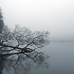 photo "This strange, foggy winter morning"