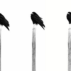 photo "Seven Deadly Ravens"