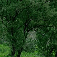 photo "Infinity Trees"