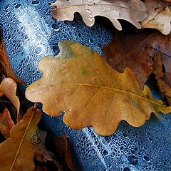 photo "Blue bottle"