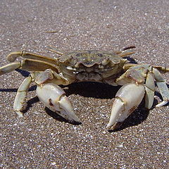 фото "Crab"