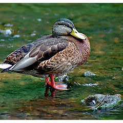 photo "Duckling tales I"