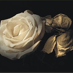 photo "***"