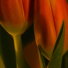 photo "Some tulips"